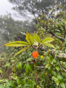 Trái-cây-dại-trong-rừng-Nhìu-Cồ-San