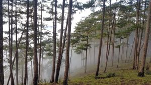 Rừng-thông-Bidoup-Núi-Bà-trong-sương-mù