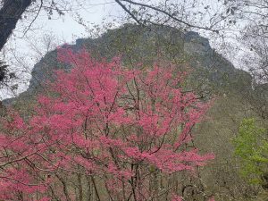 Hoa-đào-nở-rộ-trên-đỉnh-Lảo-Thẩn-vào-mùa-xuân 