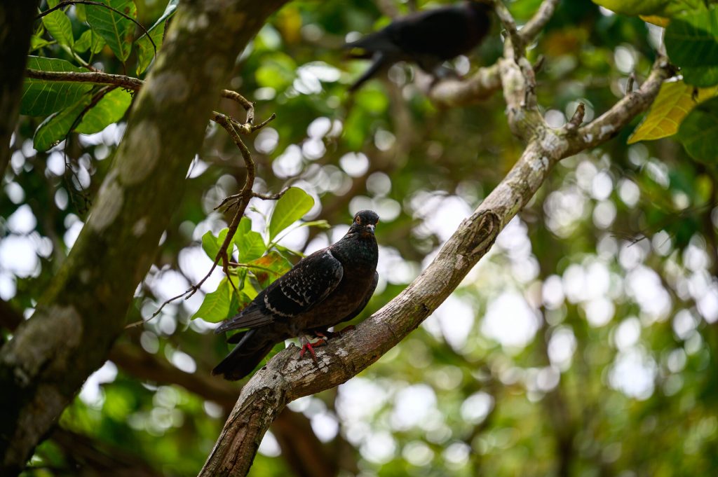 Một loài chim trong rừng Ninh Thuận