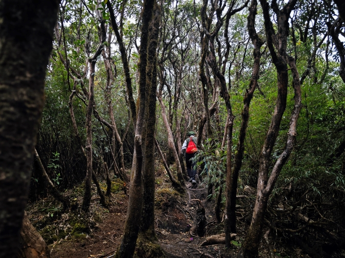 Một đoạn rừng đẹp khi trekking Ky Quan San
