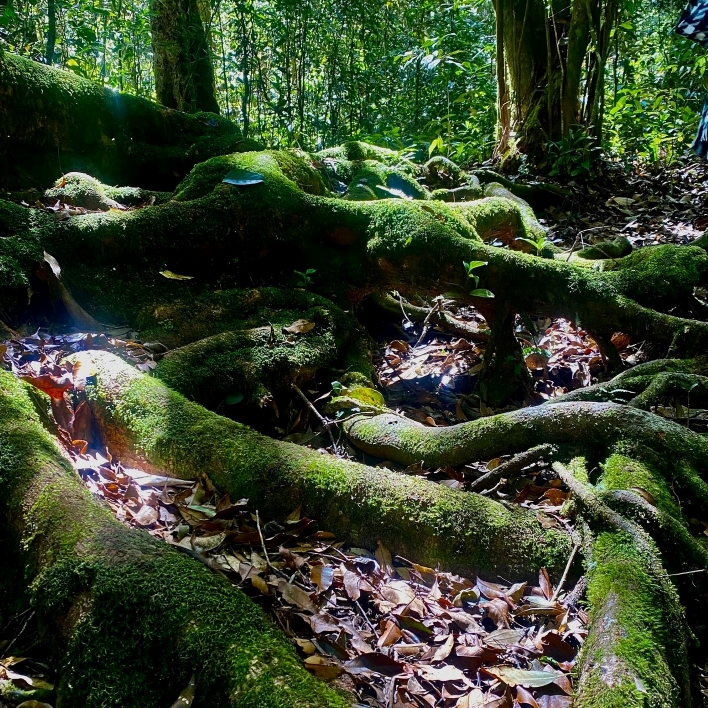 Rễ của những thân cây cổ thụ trong tour Bidoup Núi bà